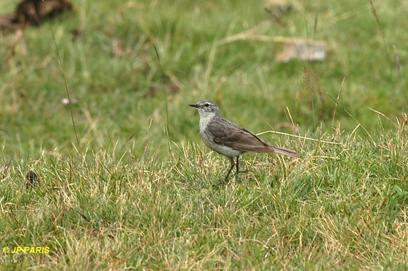 Anthus spinoletta